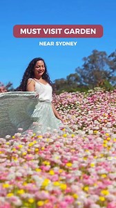 13K views · 87 reactions | It's the LAST WEEKEND to see our spectacular paper daisies at the Australian Botanic Garden Mount Annan!  Next week, these beauties will be harvested - we're saving their seeds for next spring. Don't miss your chance to get a glimpse. ️: Hat Explores | Botanic Gardens of Sydney | Facebook
