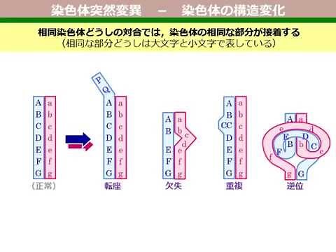 染色体突然変異 構造変化（ゆうきのバイオロジー）