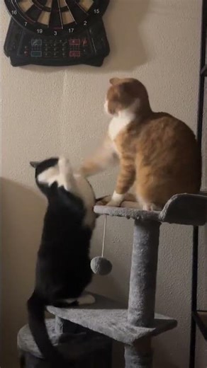 Acrobatic cats 😱 🤣😅 #cat #cats #catvideos #viral