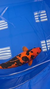 Something a bit different from the All Japan koi show in tokyo . #pondlife #pond #koipond #koicarp #japanesekoi #Koi #koiireland #ajks | Clearly Aquatics