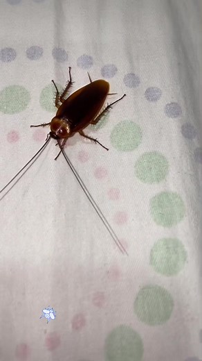 Dealing with Cockroaches in Your Home