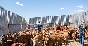 Livestock Price Insurance (LPI)