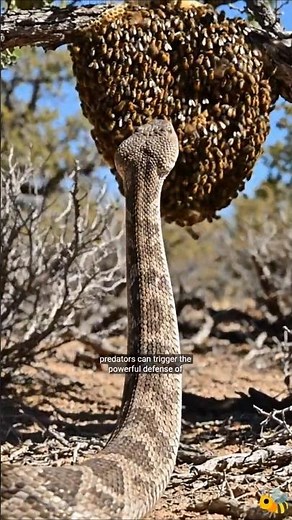 uRattlesnake vs Honey Bees 🐍🐝 | Nature’s Craziest Defense #beekeeping