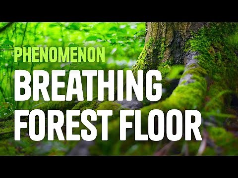 Science Phenomenon, The Breathing Forest Floor
