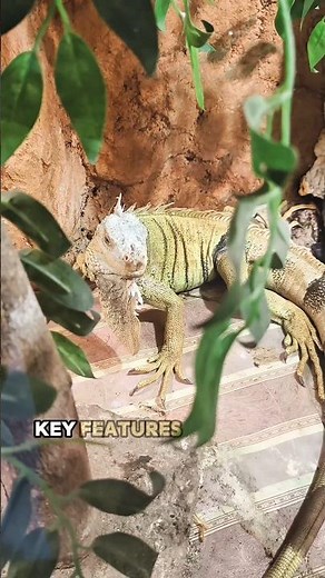 Amazing Facts The green iguana #animals #animallife #wildlife #cuteanimal