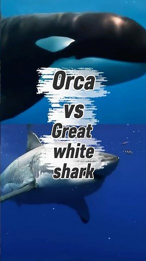 Orca vs Great White Shark — The Ocean’s Most Brutal Fight
