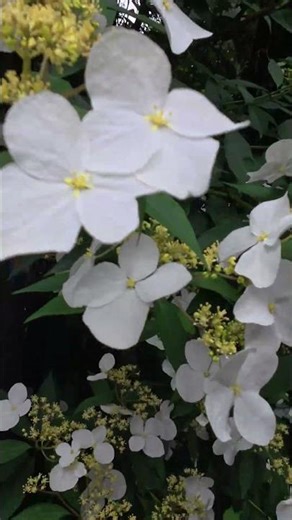 Hua Baxian #hydrangea #flowers