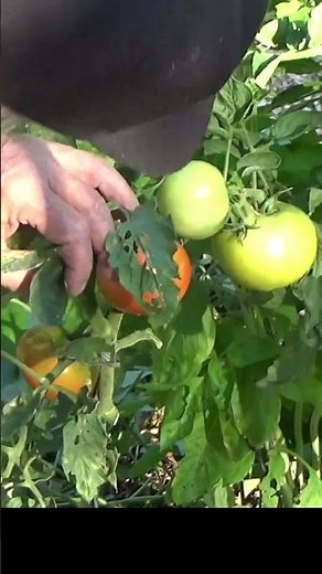 Tomatoes and Basil grow well in the straw bale