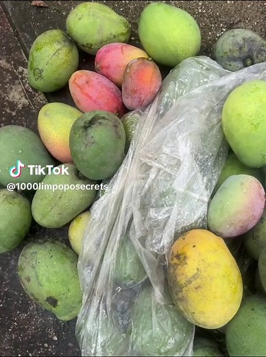 How to Preserve Mangoes and Make Dehydrated Snacks