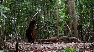 Argusianus Argus, Pheasant, Bird. Free Stock Video