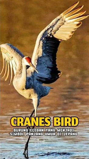 WOW! This bird is very romantic and loyal. Here's the proof! #shorts #animal