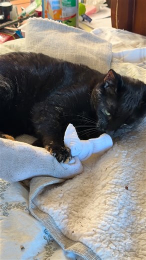 New homemade cat toy! Stuffed with catnip and foam, we reused an old sock and it was a hit. #marleymeadowsanimalsanctuary #catsanctuary #catreels #helga #tortiecat | Marley Meadows Sanctuary
