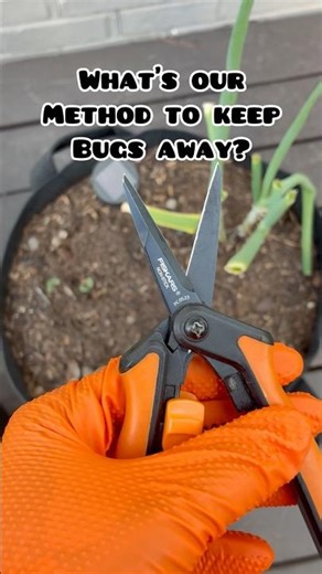 Stop Bugs From Infesting Your Garden! 😯 #tricks #shorts #garden
