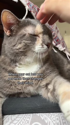 Happens so fast 🥲 #catsoftiktok #cat #slap