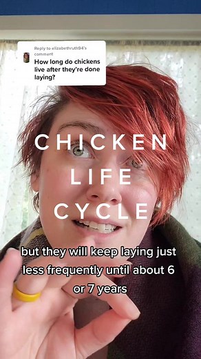 Understanding the Life Cycle of Chickens Guide