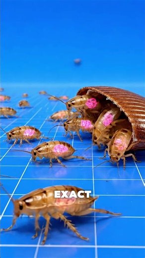 Why Roaches Are So Hard to Kill 🪳