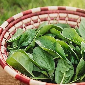 Giant Noble Spinach - 250 Seeds - Heirloom & Open-Pollinated Variety, Easy-to-Grow & Cold-Tolerant, Non-GMO Vegetable Seeds for Planting Indoors or Outdoors in The Home Garden, Thresh Seed Company