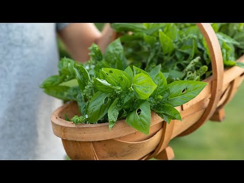 How to Care for Basil