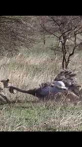 17 Ostrich vs Leopard Three Brothers | Mirian Alger