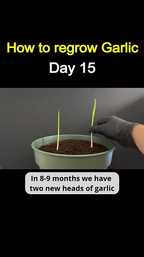 Regrowing Garlic from Store-Bought: Step-by-Step Guide