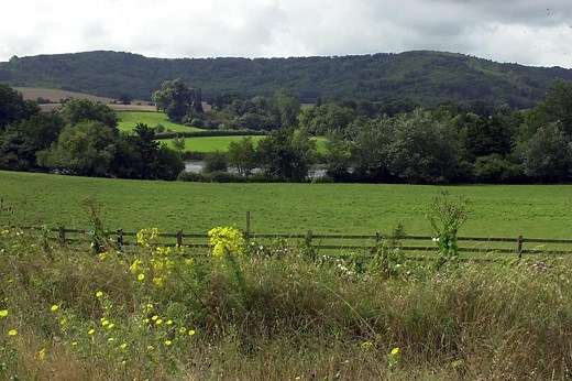 Sussex cattle return to save rare chalk grassland habitat on the South Downs