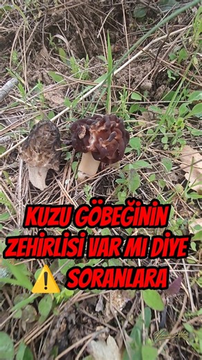 Kuzu Göbeğinin Zehirlisi Var mı? En Çok Karıştırılan Tür: Kuzu Göbeği Ebesi