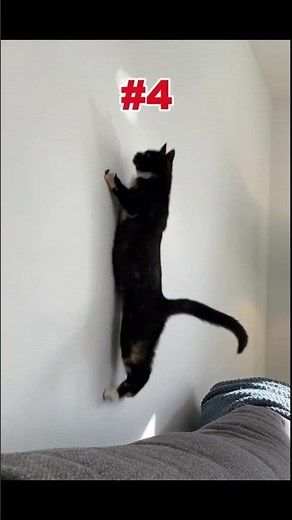 Top 10 Cat Fails - These Cats are TOO FUNNY! 😹