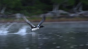 1.3K views · 248 reactions | Common Loon takeoff ... short video shows how they run across the water to gain lift. Maine 2022 www.instagram.com/rayyeager.rtyphotography | Ray Yeager - RTY Photography | Facebook