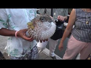 Poisson-boule ballon ;poisson-globe gonfle pour se défendre .