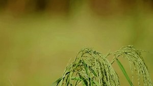 Wagtail Free Open Source Content Management Stock Footage Video (100% Royalty-free) 3584370411 | Shutterstock