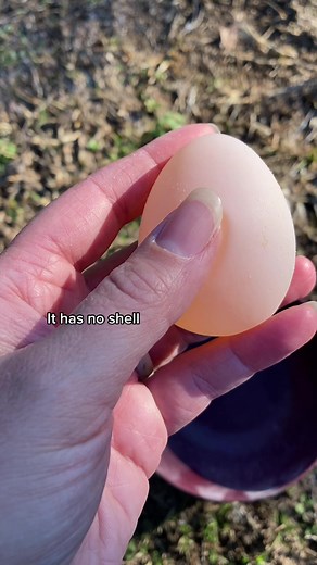 Turkeys Laying Eggs: Everything You Need to Know