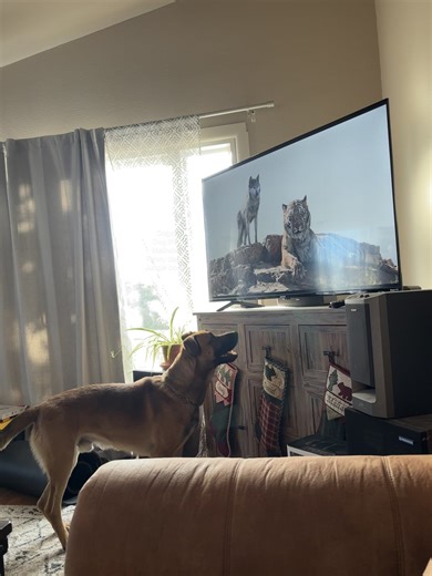 Dogs Enjoying Movie Time Together: A Fun Highlights