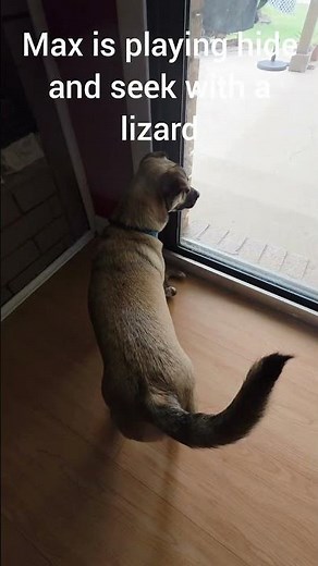 Max is playing hide and seek with a lizard