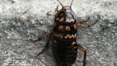 Close-up cockroach crawling on the wall