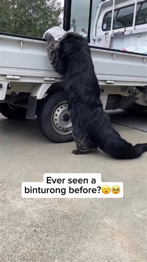 The binturong, also known as a bearcat, is a strange-looking mammal native to Southeast Asia. It’s not actually a bear or a cat—it’s part of the civet family. Binturongs have long, bushy tails (which they use like an extra arm for climbing), shaggy black fur, and a face that’s kind of a mix between a cat and a bear. They also have a surprising smell—like buttered popcorn—thanks to a chemical in their scent glands! Binturongs are mostly nocturnal and love hanging out in trees, snacking on fruit,