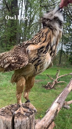 4.8K views · 61 reactions | Wow People are always interested in owl legs! Wednesday the Eurasian Eagle Owl showing off her long, long legs. She took a bath before flying and you can see how different owls look when wet as well! #owl #owllegs #wetowl #tallowl #owlsoftiktok #eagleowl #funnyowl #harrypotter #owl #foryou #viral #fyp #eagle #fyppage #foryoupage #happy #animals #fun #fypage #bird #food #fypシ #cute | OWL Reels | Facebook