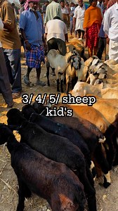 5.2K views · 45 reactions | full video youtube's (@lksa1506 ) Sheep kids marketing #sheep #GOAT #kadri #ananthapur #marketing #gudur #Pileru #Annamayya #gollaseenu | Lks Chanal | Facebook