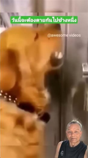 แยกเขี้ยวใส่กัน เปรียบเทียบได้สมจริงๆ #สุนัข #funny #comedy #กระจกเงา #ตลกขำๆ