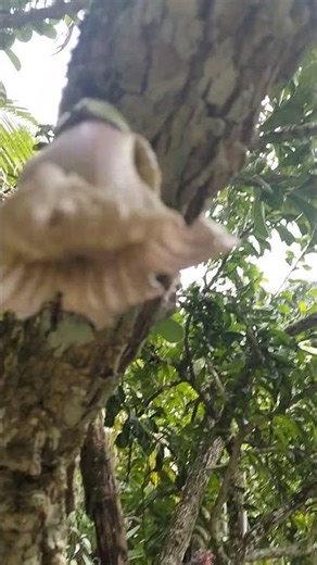 Three stages of flowering for the Calabash Tree #garden #nature #pollination #science