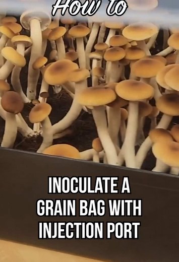 You can make grain spawn of, and grow, almost any mushroom you desire by using a liquid culture syringe or spore syringe and inoculating a sterilized grain bag. Using a still air box like our NocBox can help significantly reduce the risk of contamination by creating a clean space. #mushrooms #mushroom #fungi #mycology #spores #growmushrooms #cultivate #diy