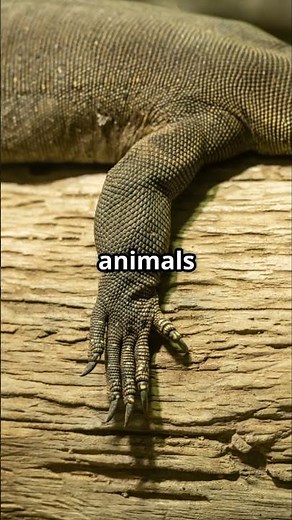 Why Do We Have Five Fingers? ✋