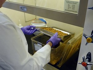 Minimally-invasive Technique for Injection into Rat Optic Nerve