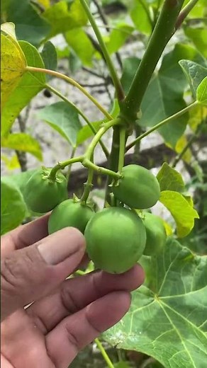 Manfaat Buah Jarak #jarak