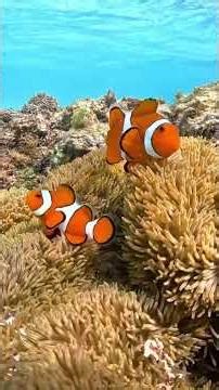Amazing Facts About Clownfish You Didn’t Know