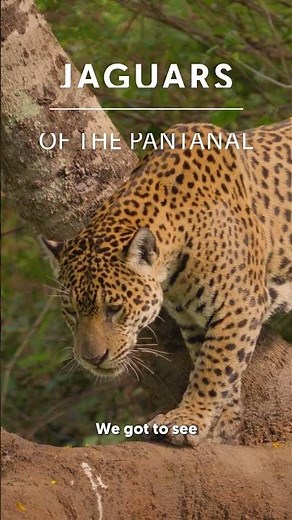 We witnessed jaguars in the Pantanal