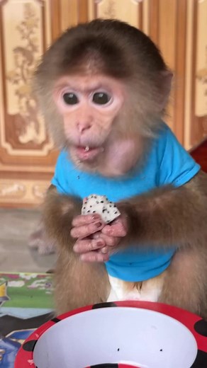 Part 291 | Baby monkey David Close short 🥰🥰🥰#monkeysoftiktok #monkeybaby #monkeybaby #monkey