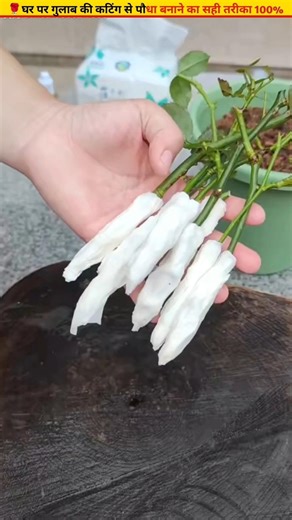 🌹Get roots from rose cuttings in 20 days 100% real #growth #ytshorts #garden