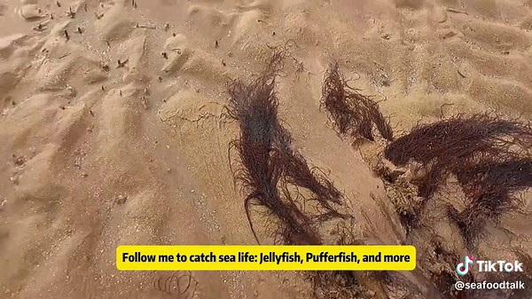 Exploring Edible Sea Creatures: Jellyfish and More