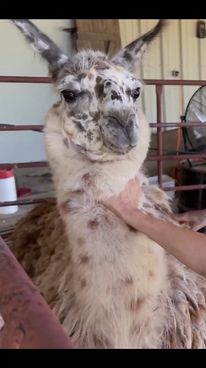 Overgrown Feral Llama’s First Ever Shearing This is a common story of simple misunderstanding with serious results. This boy has not been shorn his entire life. At the mature age of 4 years, he is strong and not halter broken. Situations like this are a constant dance with danger. Thankfully, no one was seriously harmed and this boy had a good experience that we can build on for years to come. #everyanimaleveryyear #shearingiscaring | Right Choice Shearing