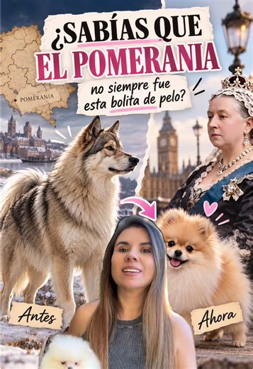 Historia y datos curiosos del Pomerania